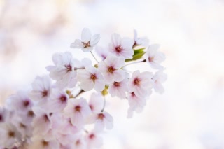 「ソメイヨシノ(染井吉野)」のサムネイル画像