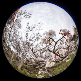 「チシマザクラ(千島桜)」のサムネイル画像