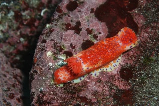 「ニシキウミウシ」のサムネイル画像