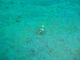 「ヒレナガネジリンボウ」のサムネイル画像