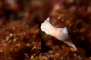 「キヌハダモドキ」のサムネイル画像