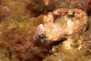 「コウワンテグリ」のサムネイル画像