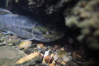 「シロザケ」のサムネイル画像