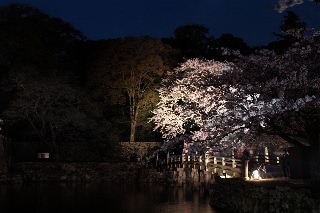 「ソメイヨシノ(染井吉野)」のサムネイル画像