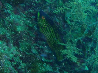 「オハグロベラ」のサムネイル画像