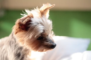 「ヨークシャー・テリア(Yorkshire Terrier)」のサムネイル画像