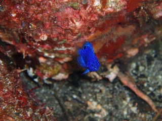 「ナガサキスズメダイ」のサムネイル画像