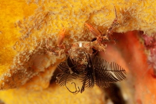 「カニの仲間」のサムネイル画像