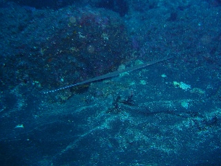 「アオヤガラ」のサムネイル画像