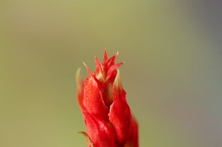 「サルビア(ヒゴロモソウ,緋衣草)」のサムネイル画像