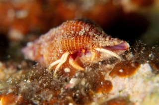 「ヤドカリの仲間」のサムネイル画像