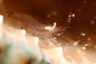 「イソカクレエビsp」のサムネイル画像