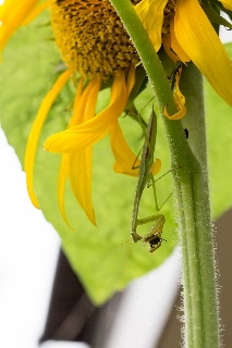「カマキリ」のサムネイル画像