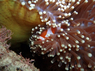 「カクレクマノミ(Western Clown Anemonefish)」のサムネイル画像