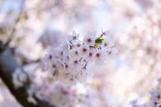 「ソメイヨシノ(染井吉野)」のサムネイル画像