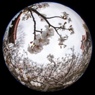 「チシマザクラ(千島桜)」のサムネイル画像