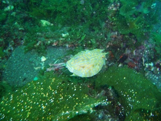 「シマウミスズメ」のサムネイル画像