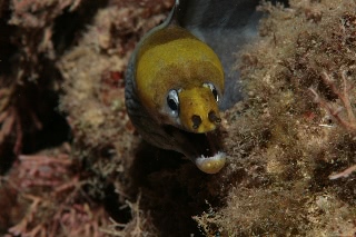 「クモウツボ」のサムネイル画像