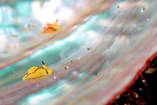 「オレンジウミコチョウ」のサムネイル画像