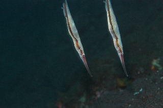 「ヘコアユ(Shrimpfish,Razorfish)」のサムネイル画像