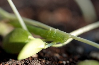 「蝶の仲間」のサムネイル画像