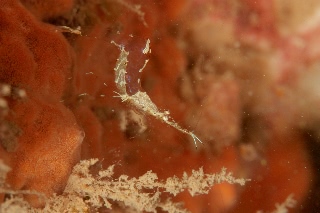 「エビの仲間」のサムネイル画像