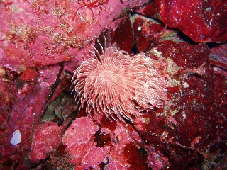 「ケヤリムシ」のサムネイル画像