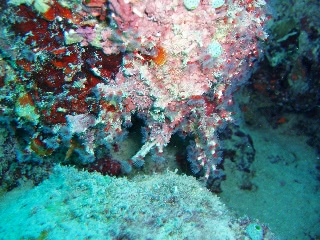 「ケヤリムシの仲間」のサムネイル画像