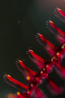 「ウミシダの仲間(sea feather)」のサムネイル画像