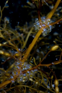 「シワイカナゴ」のサムネイル画像