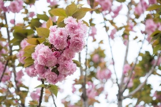 「ヤエザクラ」のサムネイル画像