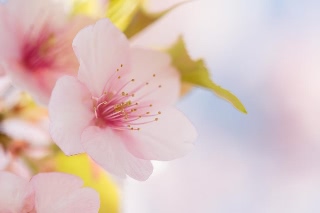 「カンザクラ(寒桜,アタミザクラ,熱海桜)」のサムネイル画像