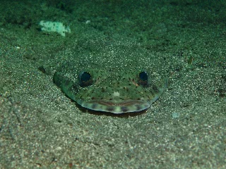 「無題」のサムネイル画像