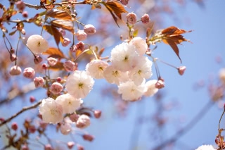 「ヤエザクラ」のサムネイル画像