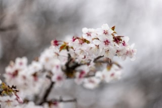 「チシマザクラ(千島桜)」のサムネイル画像