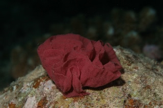 「ミカドウミウシ(Spanish Dancer)」のサムネイル画像