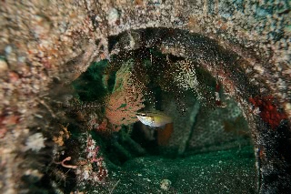 「ネンブツダイ」のサムネイル画像