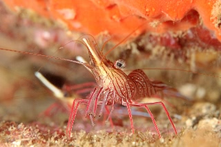 「サラサエビ」のサムネイル画像