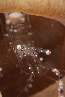 「ニセアカホシカクレエビ」のサムネイル画像