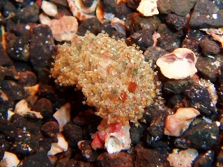 「コヤナギウミウシ」のサムネイル画像