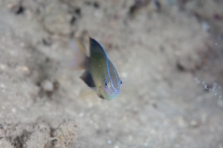 「クロメガネスズメダイ」のサムネイル画像