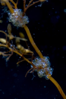 「シワイカナゴ」のサムネイル画像