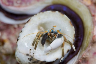 「ツマジロサンゴヤドカリ」のサムネイル画像