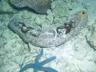 「ジャノメナマコ」のサムネイル画像