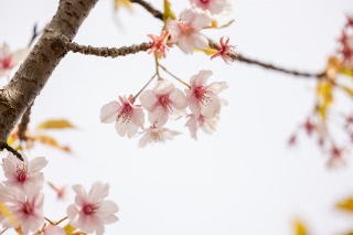 「カワヅザクラ(河津桜)」のサムネイル画像