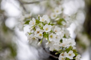 「ソメイヨシノ(染井吉野)」のサムネイル画像