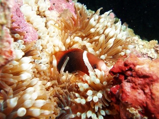 「ダスキー アネモネフィッシュ(レッドアンドブラックアネモネフィッシュ,Red and black anemonefish,dusky anemonefish)」のサムネイル画像