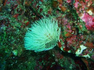 「オオナガレカンザシ」のサムネイル画像