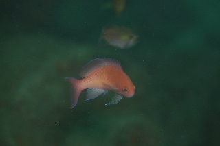 「アカオビハナダイ」のサムネイル画像