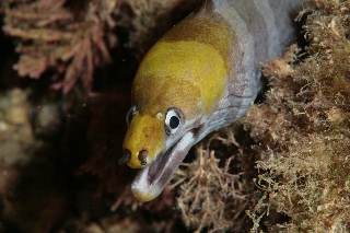 「クモウツボ」のサムネイル画像